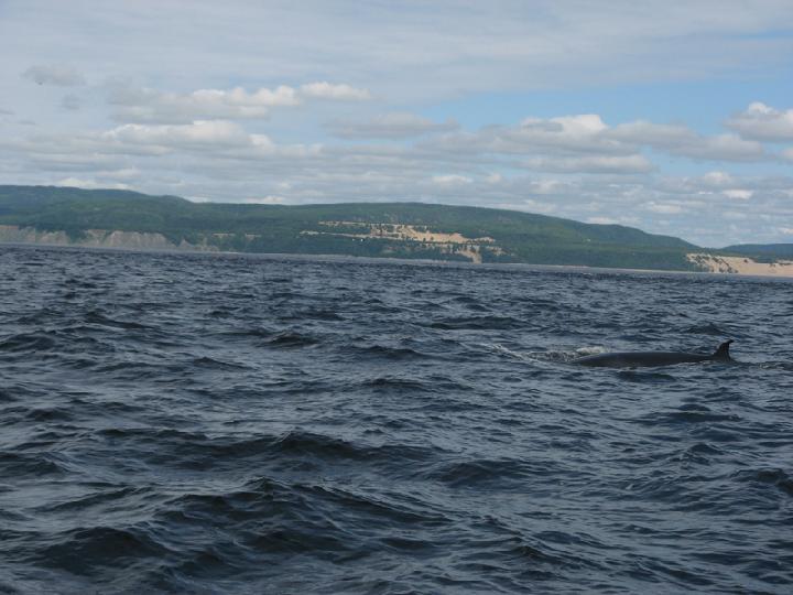 Baleines 004.JPG